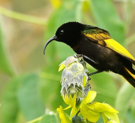 Kenya Birding Safaris