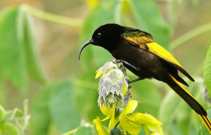 Kenya Birding Safaris