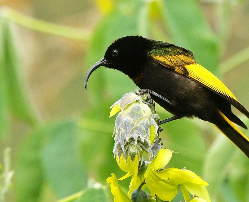 Kenya Birding Safaris