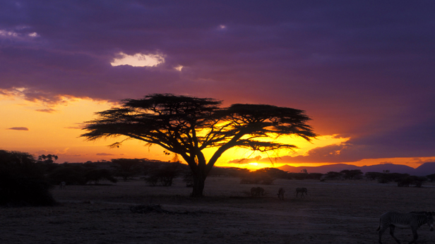 African acacia tree and sunset at  Shaba Game Reserve