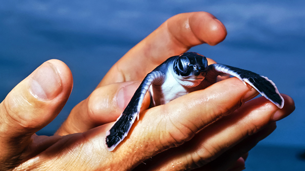 Baby Sea Turtle at malindi marine