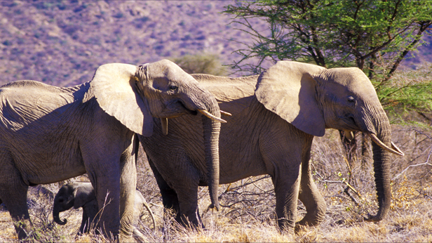 Family of elephants at Shaba Game Reserve