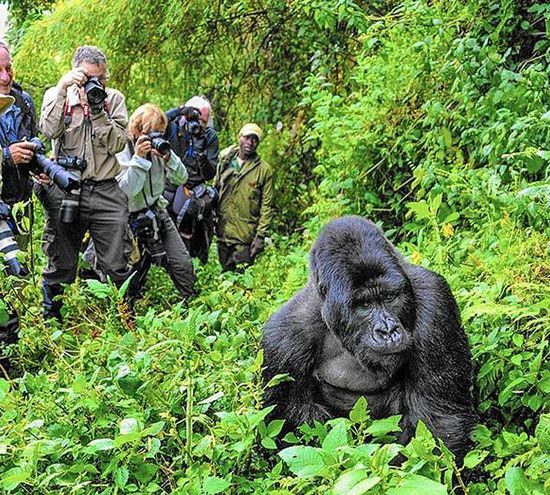 Uganda Gorilla Tours