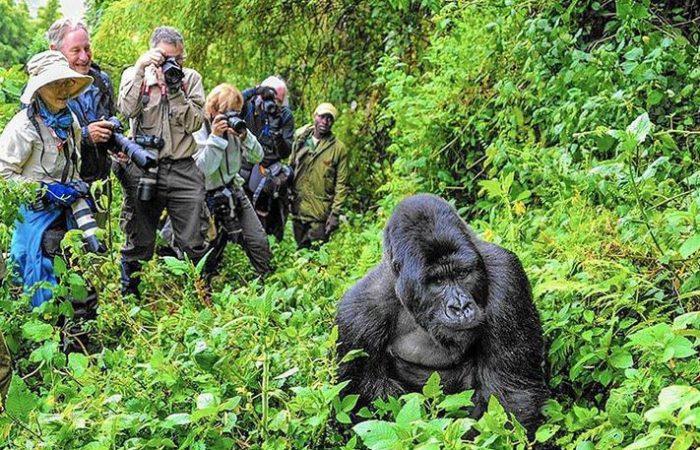 Uganda Gorilla Tours