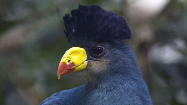 Great Blue Turraco bird at Kakamega Forest