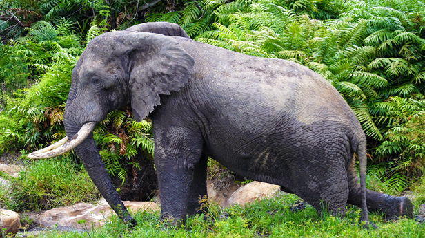 elephant at Shimba hills