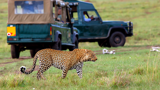 Leopard in Masai Mara