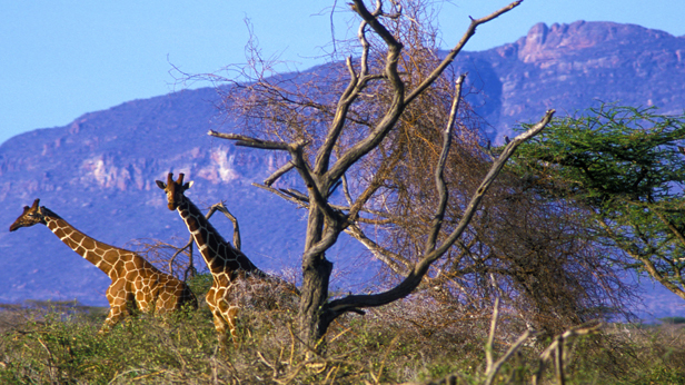 Reticulated Giraffe at Shaba Game Reserve