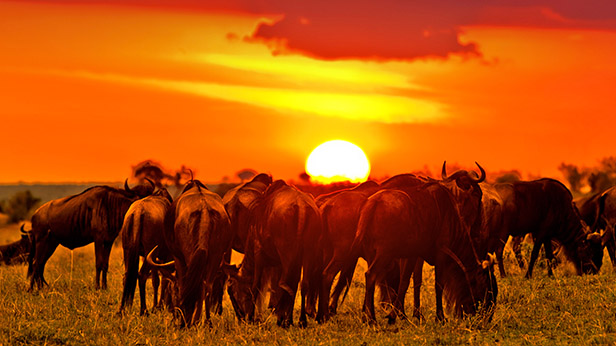 masai mara sunset