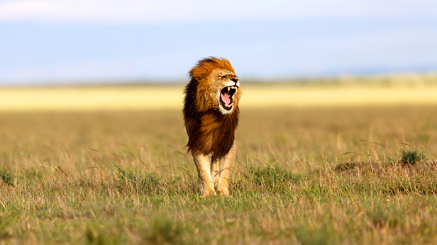 Masai Mara lion