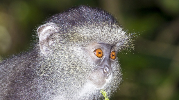 Blue Monkey at Kakamega Forest