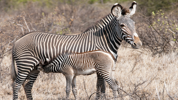 Zebra at buffalo springs kenya