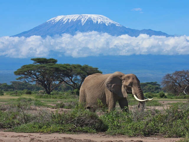 Amboseli safaris