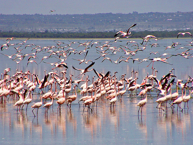 Lake nakuru national Park