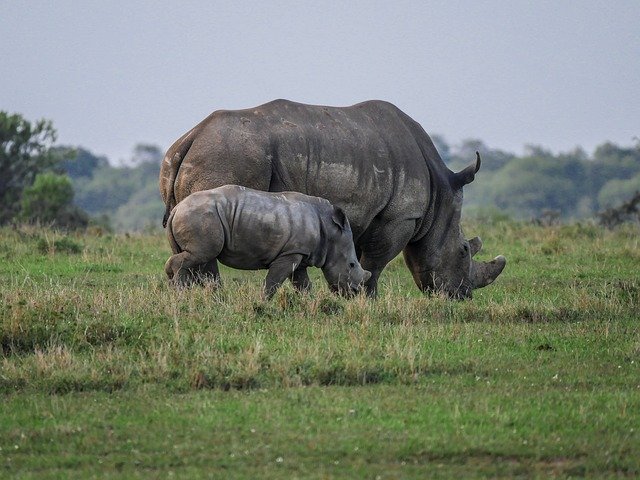 Lewa Conservancy