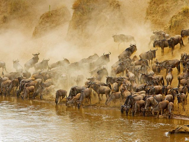 Masai mara wildebeest migration