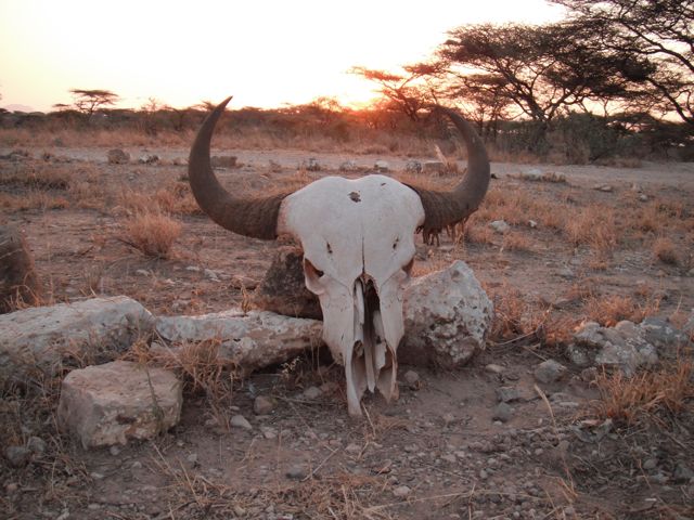 Meru National park