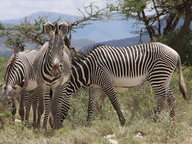 Samburu National Reserve