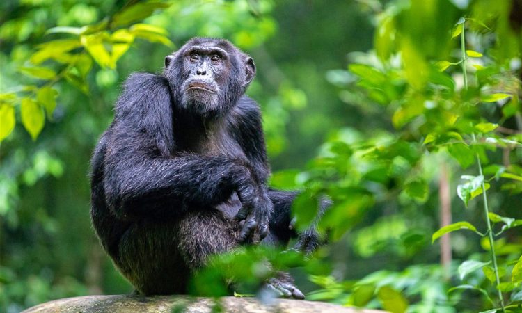 Uganda Chimpanzee safari